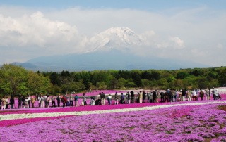 Shibazakura Festival, Mt Fuji