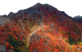 Czerwieniejące klony (momiji) na Ashidake (wulkany Nasu)