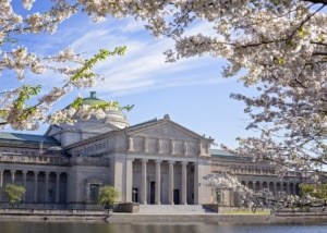 Kwitnące wiśnie sakura poza Japonią - lista i mapa
