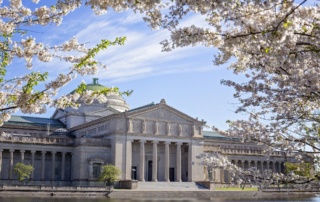 Sakura poza Japonią: Museum of Science and Industry, Chicago