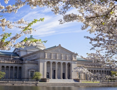 Kwitnące wiśnie sakura poza Japonią – lista i mapa