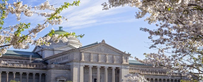 Sakura poza Japonią: Museum of Science and Industry, Chicago