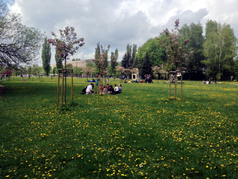 Park Sakura na Polu Mokotowskim w Warszawie