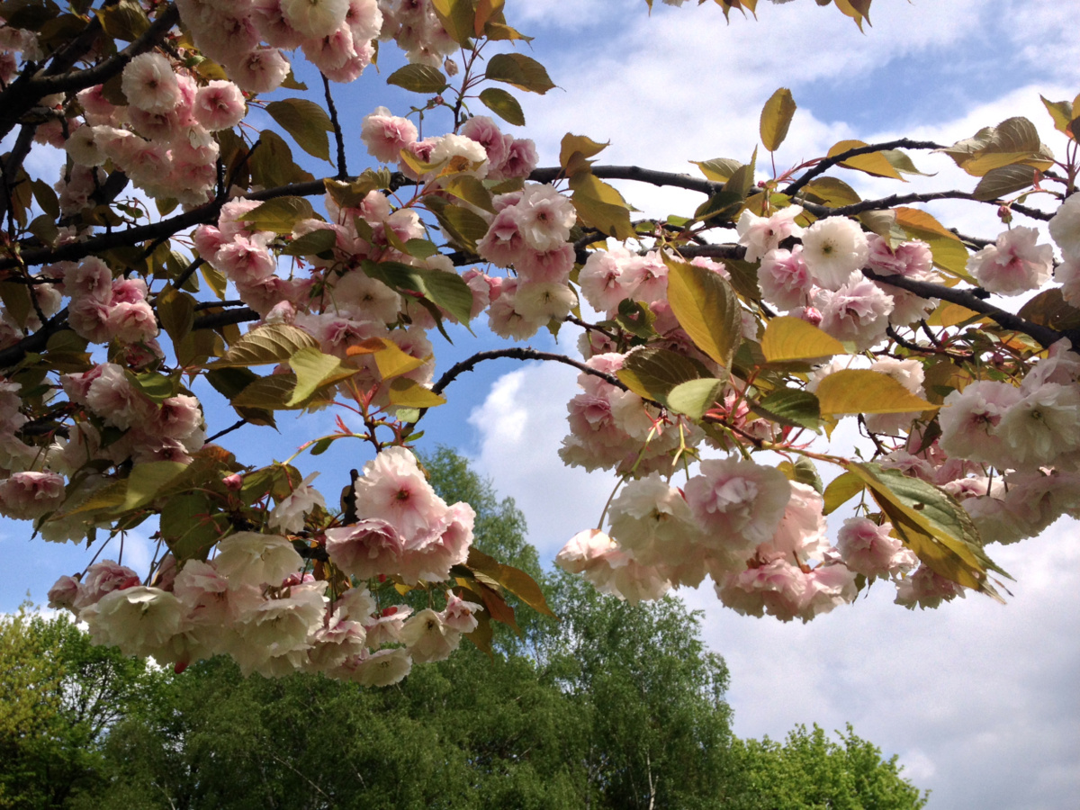 Park Sakura na Polu Mokotowskim w Warszawie