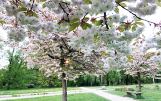 Japońskie wiśnie sakura w Warszawie (Sakura Park Warszawa, Pole Mokotowskie)